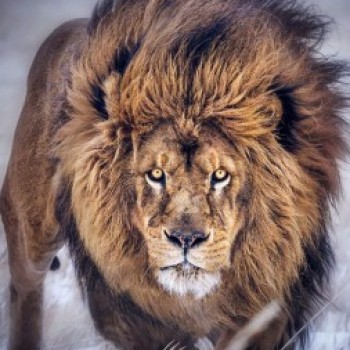 Profielfoto van lion