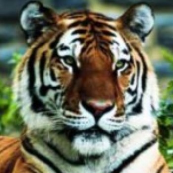 Profielfoto van pitbull013