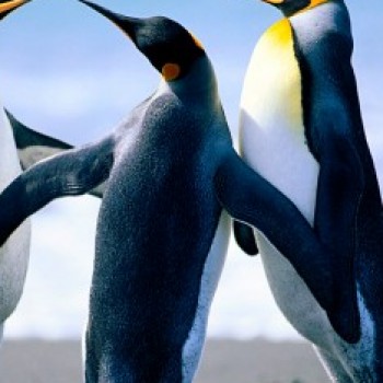 Profielfoto van Emanuell