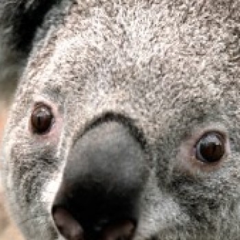 Profielfoto van chordi