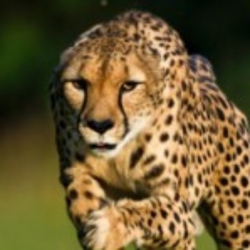 Profielfoto van Opkantoor