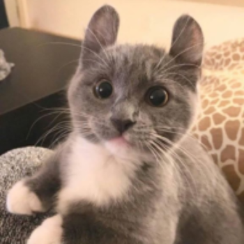 Profielfoto van Rollsroyce