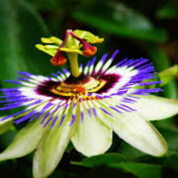 Profielfoto van single