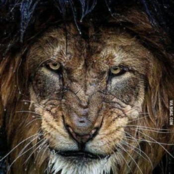 Profielfoto van Silvahenderson