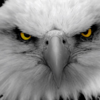 Profielfoto van Eagle_Eyes