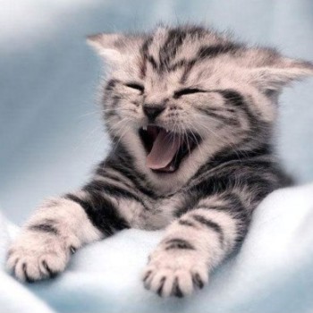 Profielfoto van helmonder