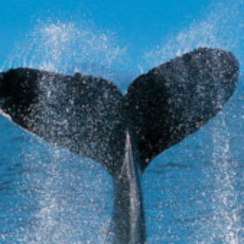 Profielfoto van boomstam