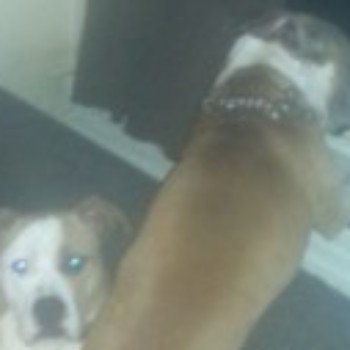 Profielfoto van draakje