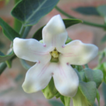 Profielfoto van dutchcam