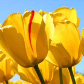 Profielfoto van devstoyski33