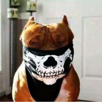 Profielfoto van Hades