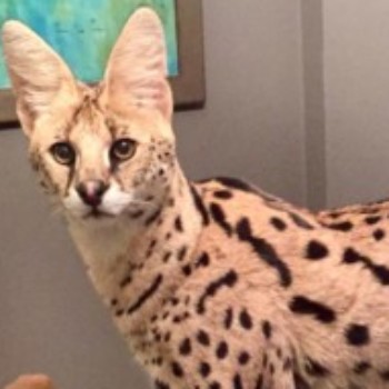 Profielfoto van peter