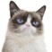 Profielfoto van Tard_Cat