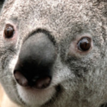 Profielfoto van raymond