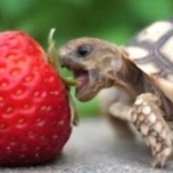 Profielfoto van turtleboy