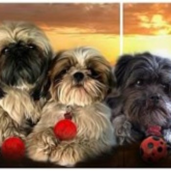 Profielfoto van Pita