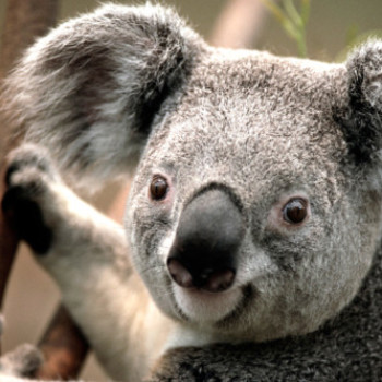 Profielfoto van amkoilliass