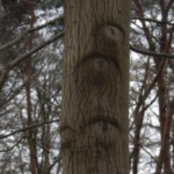 Profielfoto van JJXXL