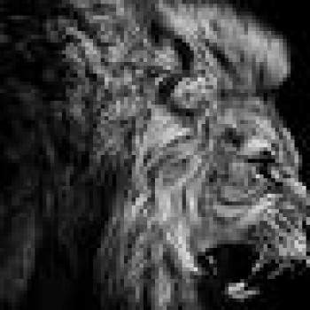 Profielfoto van ThaMister