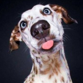 Profielfoto van tjafa