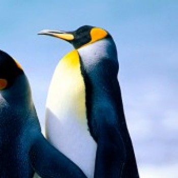 Profielfoto van pedro