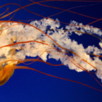 Profielfoto van kwaai