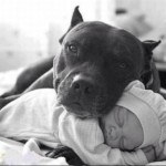razoes-nao-ter-pitbull-3