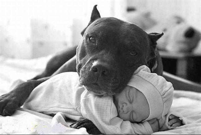 razoes-nao-ter-pitbull-3