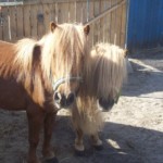boris-en-dora